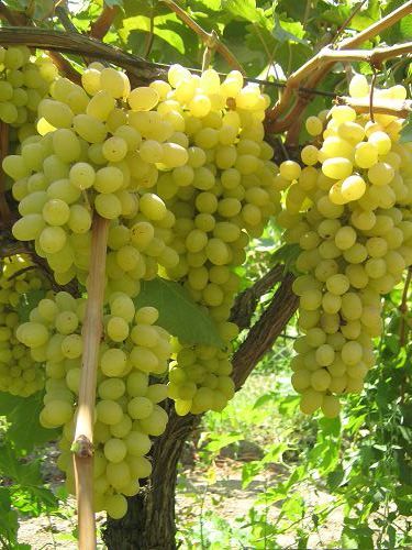 ANTOLIAN REZAKI GRAPES VINE 2 FRESH CUTTINGS  