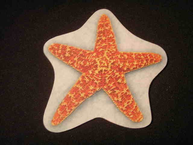 absorbent drink coasters starfish  