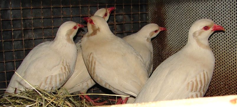 WHITE ALBINO WHITE CHUKAR HATCHING EGGS (PRE SALE)  