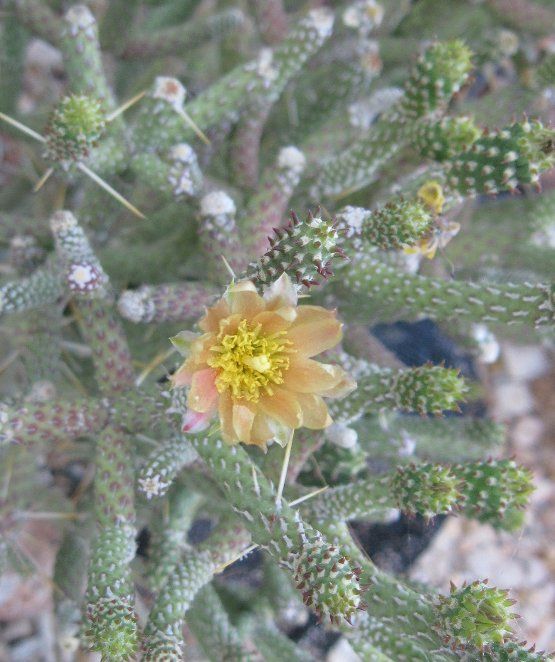 Cylindropuntia ramosissima Diamond Cholla Cactus  