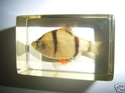 Real Tiger Barb   Puntius tetrazona specimen encased in our 