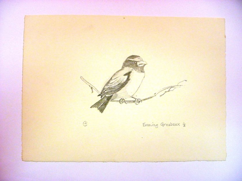 1930 40s C. Palmer Pencil Drawing of a Bird   Evening Grosbeak #2 