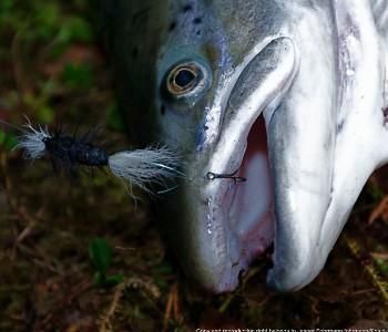 Tube Bomber dry fly for salmon and steelhead  