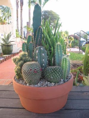 10 CACTUS DISH GARDEN  