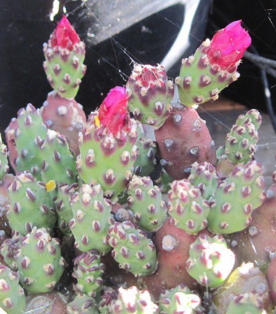 Opuntia verschaffeltii THUMB BUTTONS Purple and Pink  