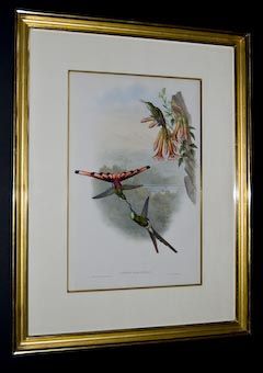 Gould 1849 Lithograph   Framed Sappho Comet Hummingbird  