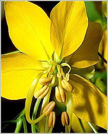 Cassia fistula   Golden shower tree   15 seeds  