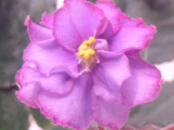 African violet leaf leaves BLOOMLOVERS CAT  