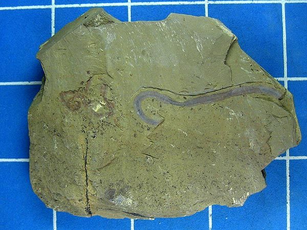 ROL CAMBRIAN EXPLOSION   HIGH QUALITY PALAEOSCOLEX #01  