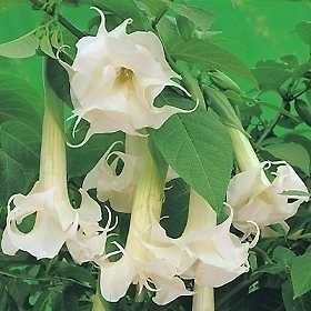 Datura Angels Trumpet Ballerina Double White Seeds  