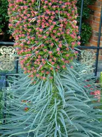 NEW*RARE* GIANT TOWER OF JEWELS *7 SEEDS*#1081  