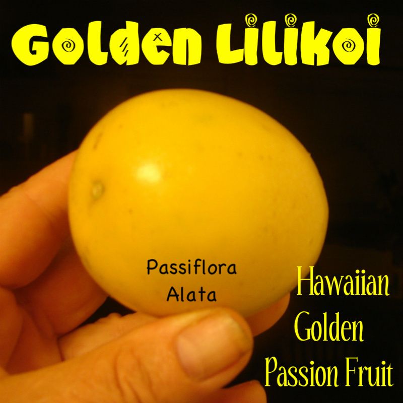 LIVE GOLDEN PASSION FRUIT 50 Seeds Yellow LILIKOI Passiflora Alata 