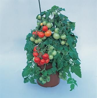 Tomato Micro Tom Seeds  