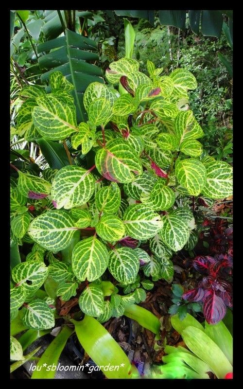 This is an easy to grow house/garden plant that requires bright 